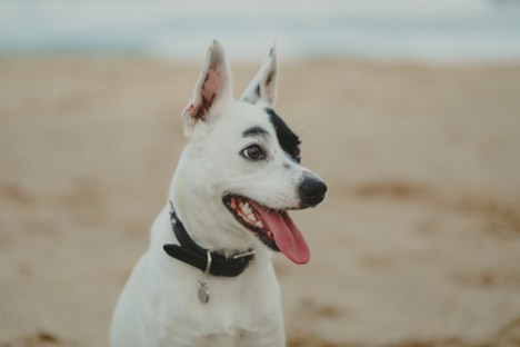 White dog with black spot on head, sitting on a sandy beach.