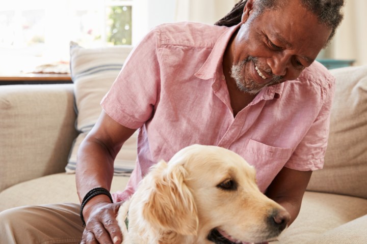 Man petting a happy golden retriever on a couch at home.