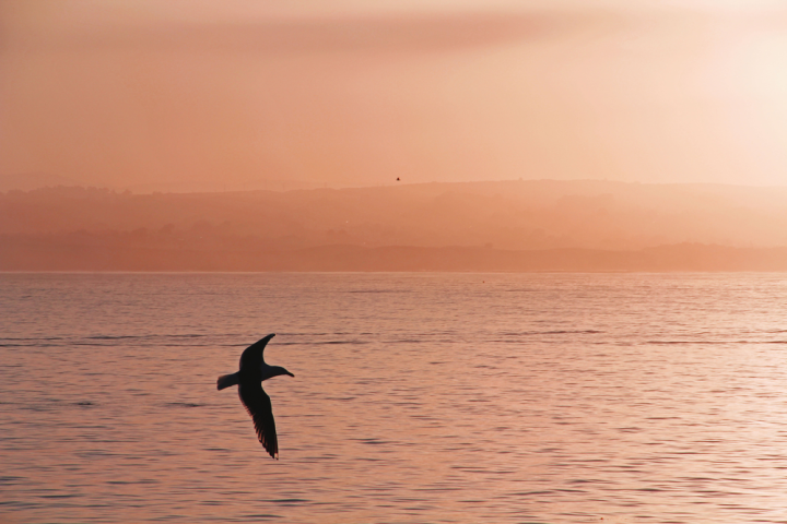 Ash Scattering sights