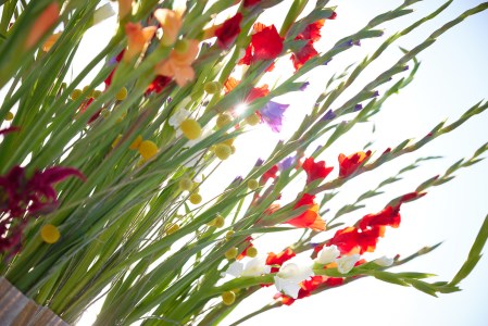 a group of colorful flowers in a tree