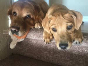 a large brown dog lying on the ground