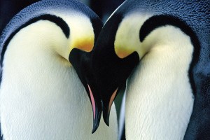 a close up of a penguin