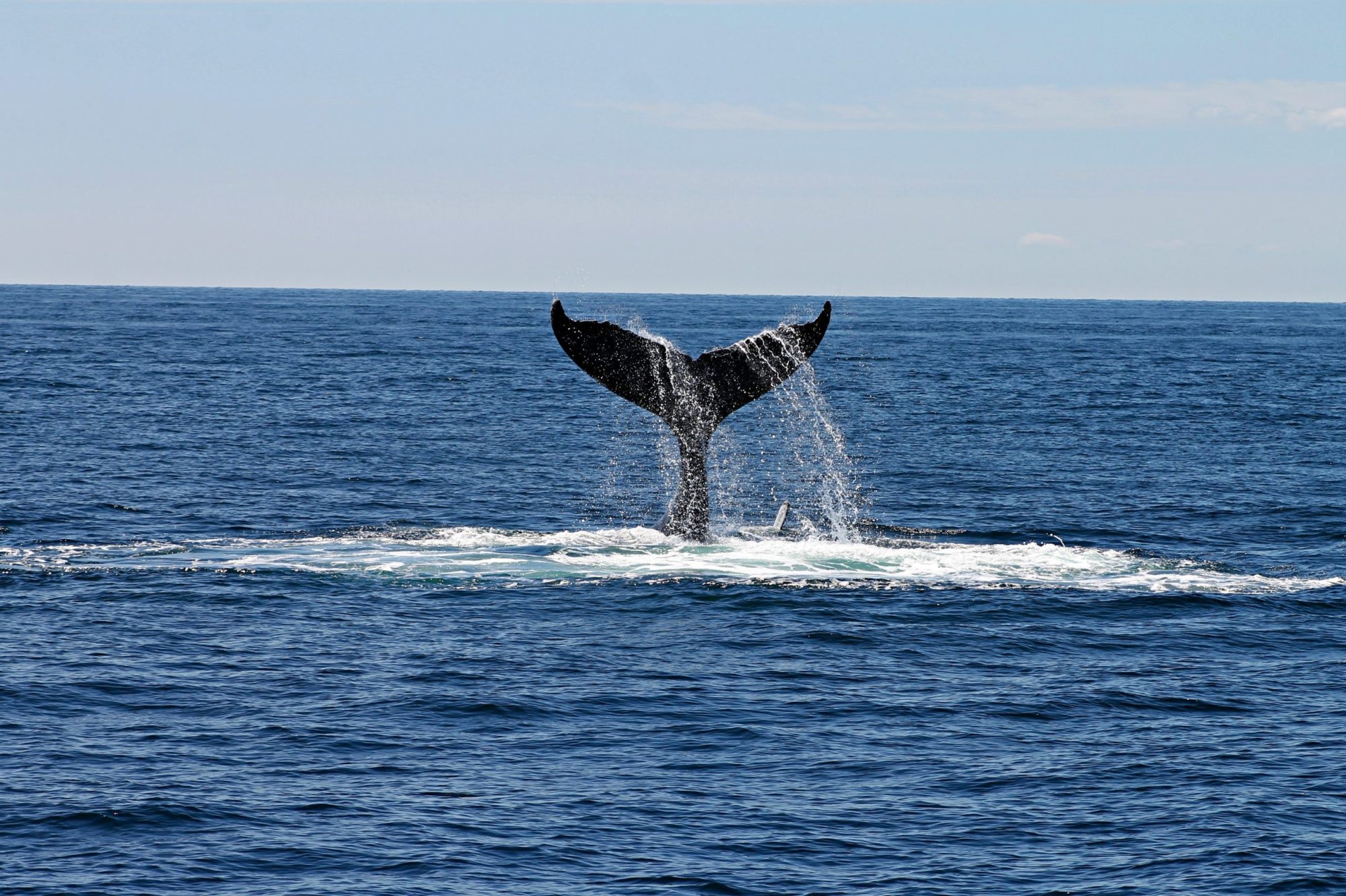 pexels-andrea-holien-892548 a whale jumping out of a body of water