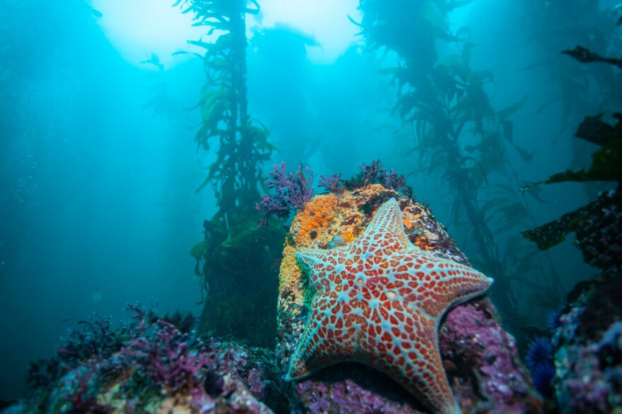 Sea star on sea floor in forest underwater view of a swimming pool