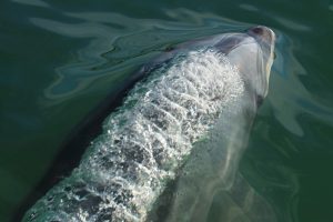animal on the water