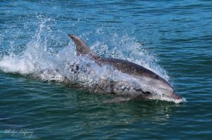 an animal swimming in the water