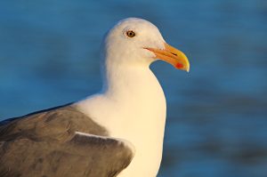 a close up of a bird